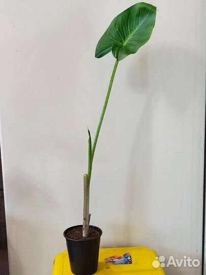 Калла эфиопская корневищная