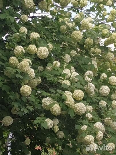 Глициния блю мун