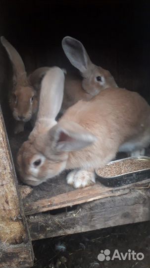 Кролик, бройлер, индоутка
