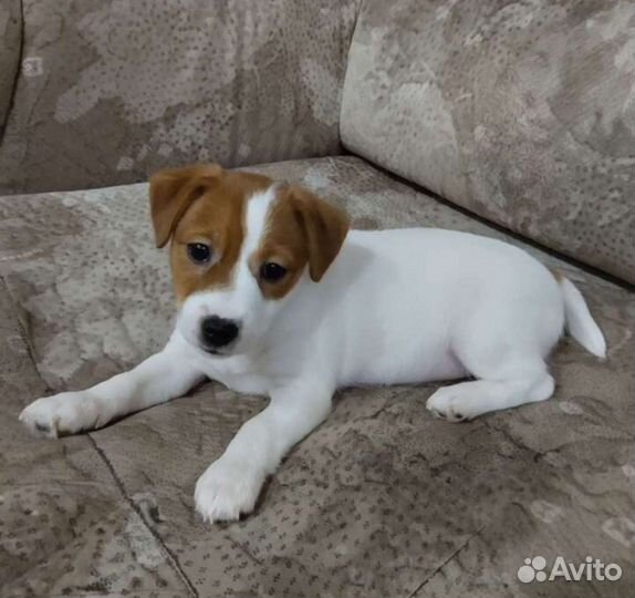 Щенки джек Рассел терьер гладкошерстный