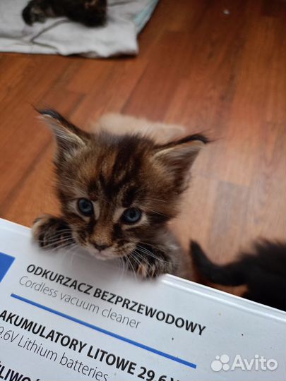 Малыши 1 мес