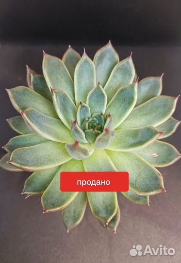 Суккуленты