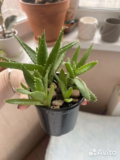Суккулент алоэ митриформис