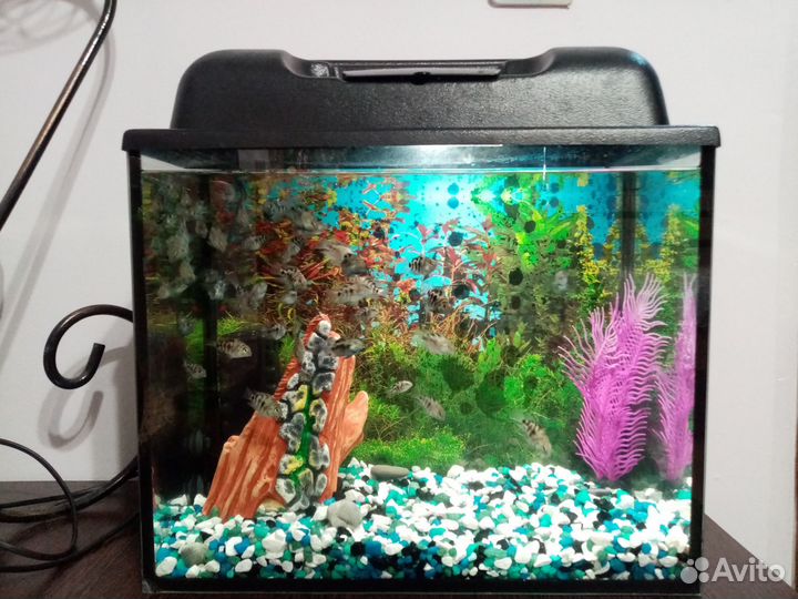 Аквариумы с рыбками