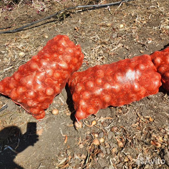 Лук фиолетовый, жёлтый, картофель