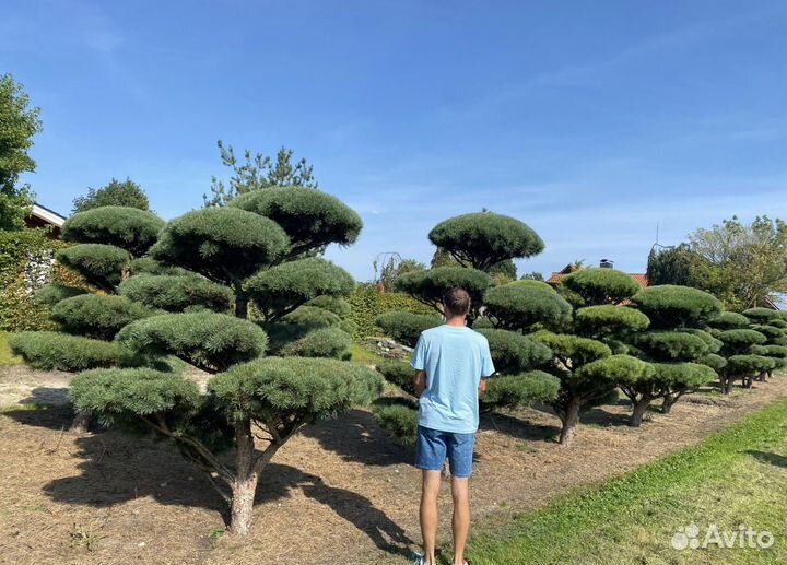 Сосна Ватеррери (Ниваки)