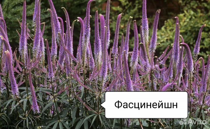 Многолетние цветы Вероника и Вероникаструм