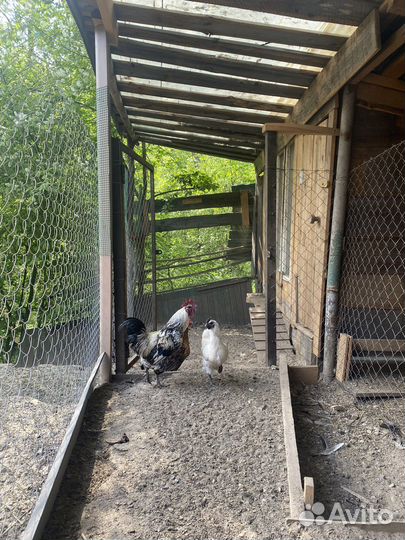 Куры люкейданьдзы