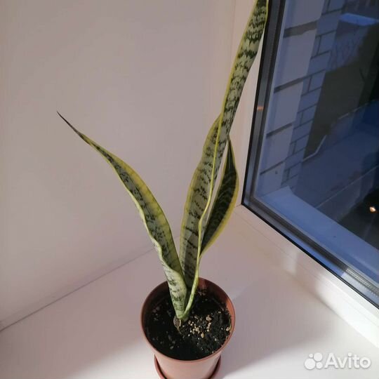 Фикус, сансевиерия, комнатные растения