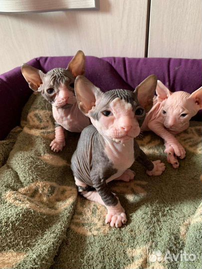 Донской сфинкс