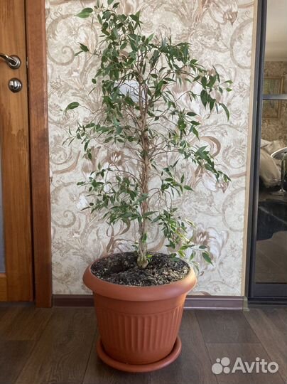 Комнатные растения