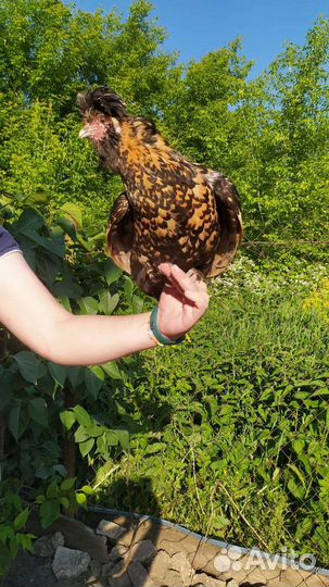 Павловское золото