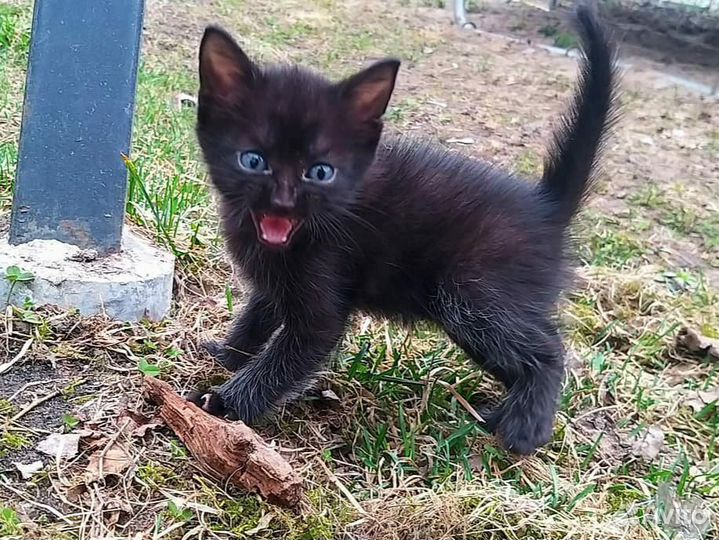 Кошка в дар бесплатно