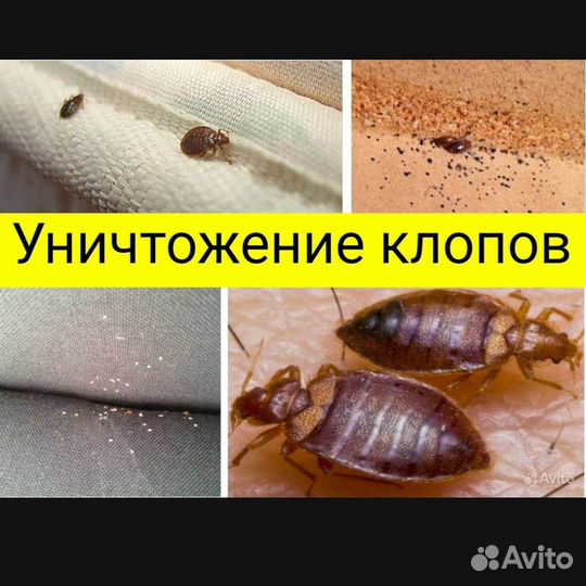 Уничтожение тараканов,клопов,грызунов,клещей
