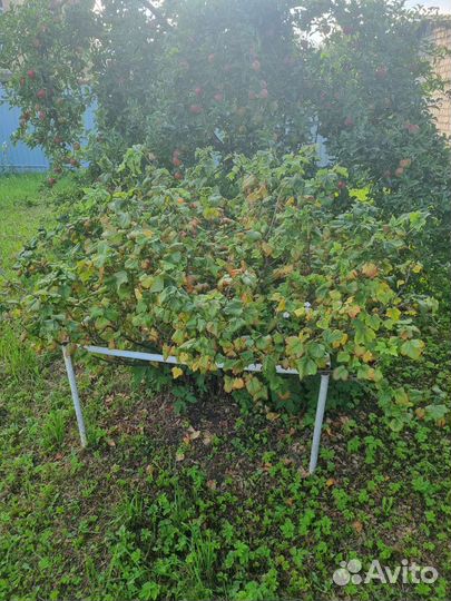 Кусты смородины и крыжовника