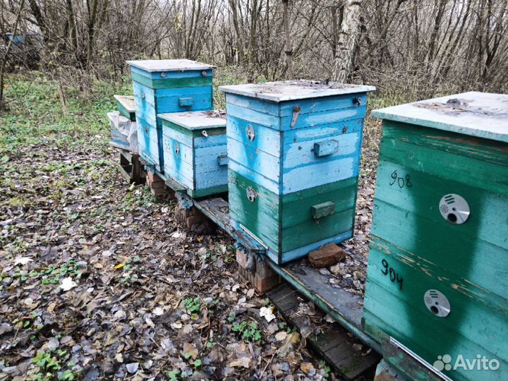 Ульи с пчелами