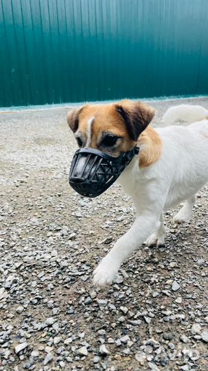 Джек Рассел терьер ищет хозяев