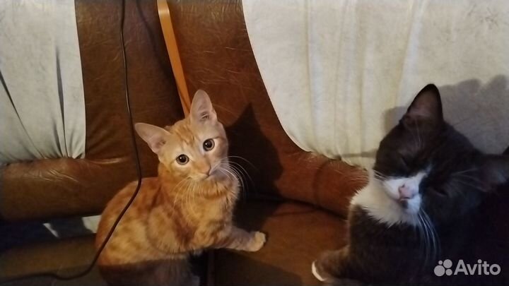 Рыжий котенок мальчик, в добрые руки