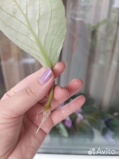 Фиалка в горшке