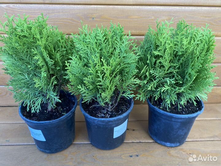 Туя западная Мириам