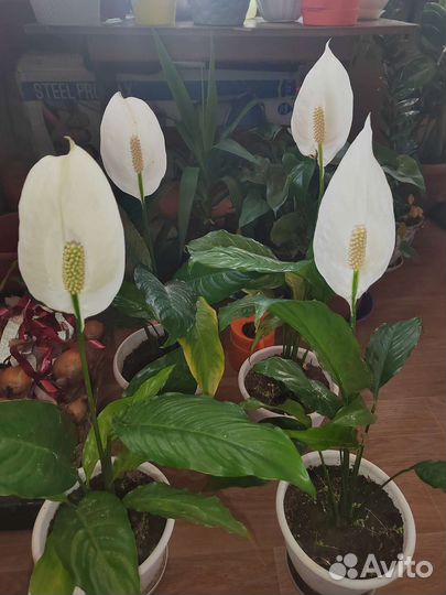 Спатифиллум