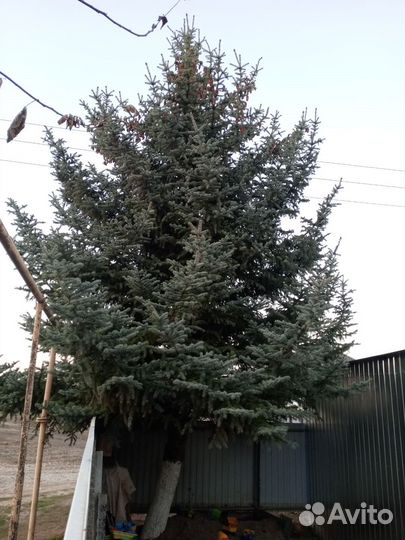 Голубая ель