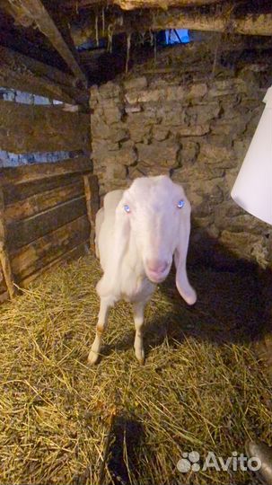 Козы козлята