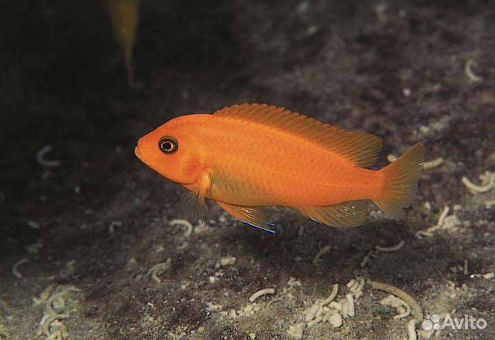 Аквариумные рыбки