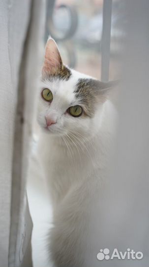 Мурка в добрые руки