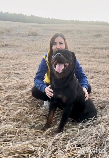 Щенки ротвейлера