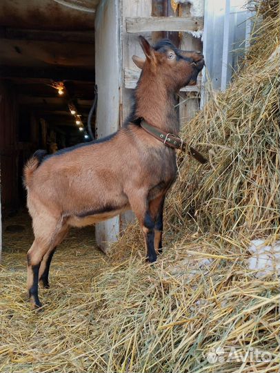 Чешские козы