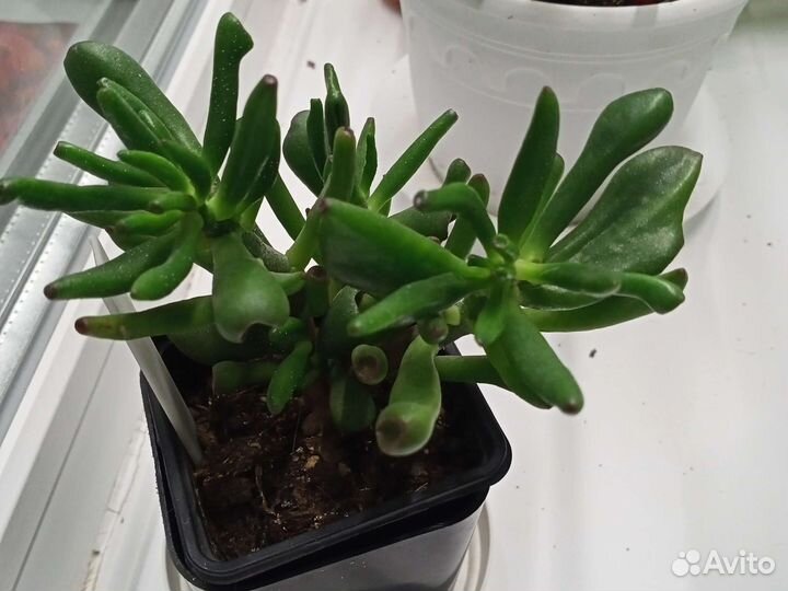 Красула толстянка