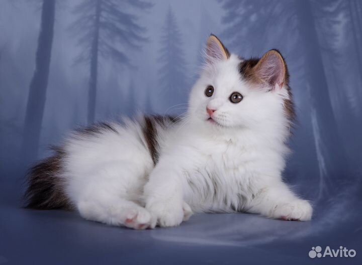 Котик курильский бобтейл