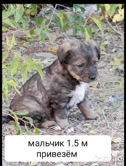 Разные щенки собачки