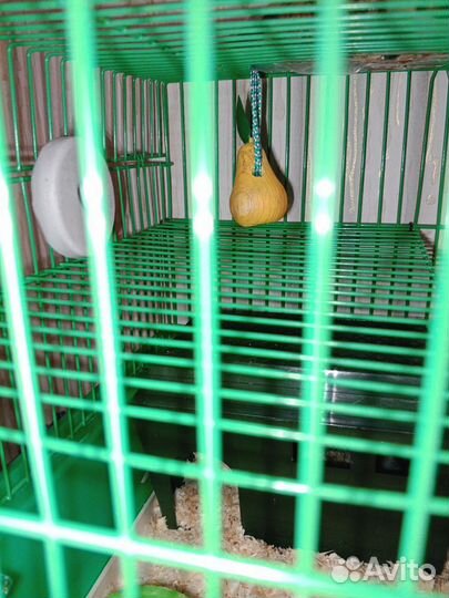 Джунгарский хомячок с клеткой