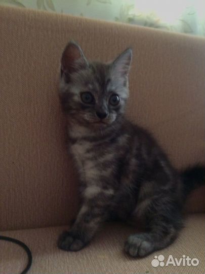 Котята в Добрые руки бесплатно