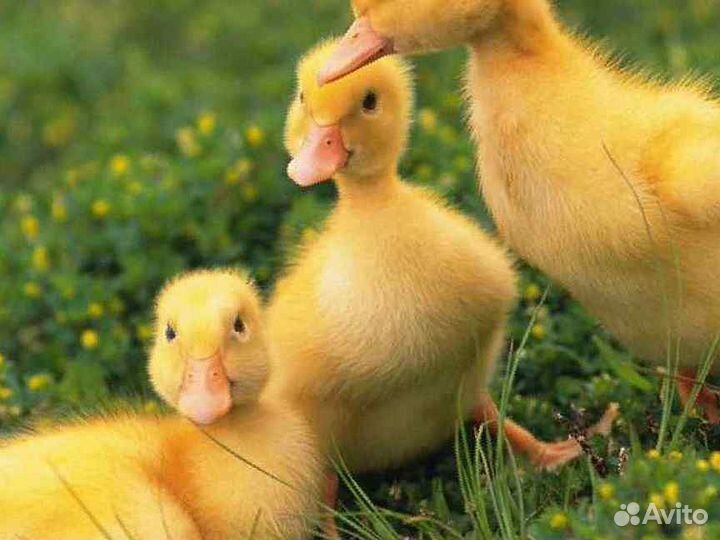 Утята суточные Агидель