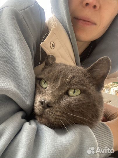 Кот, просто Кот