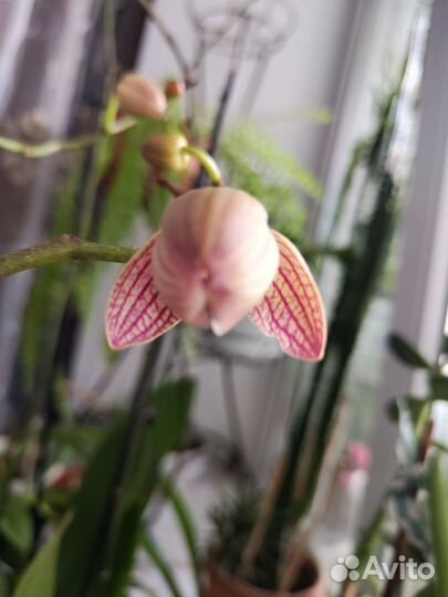 Орхидея фаленопсис биглип