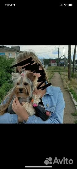 Йоркширский терьер