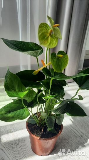 Антуриум ванила