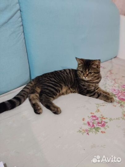Кот