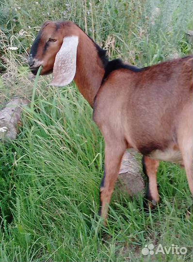 100 англо-нубийские козлята