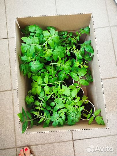 Перец сладкий красный, желтый