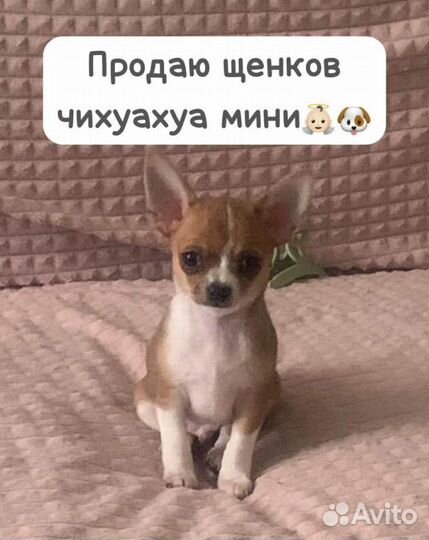 Щенки чихуахуа мини