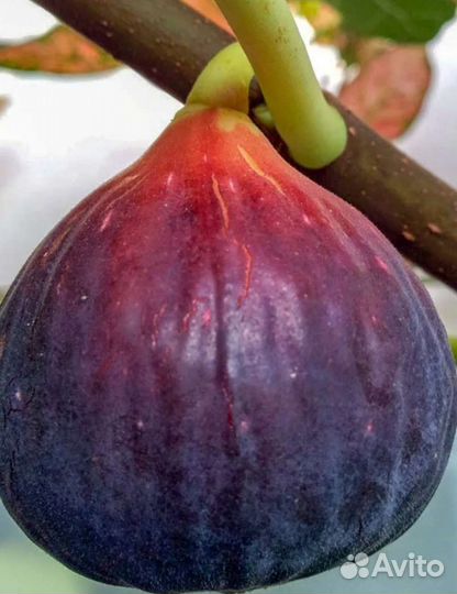 Чапла, Закавказский розовый, Брунсвик