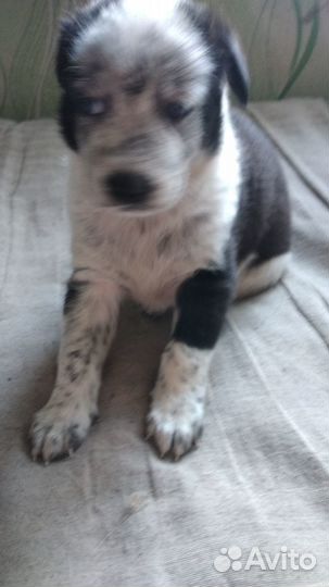 Щенки лабролайка