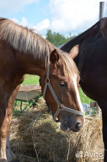 Жеребец тяжловоз