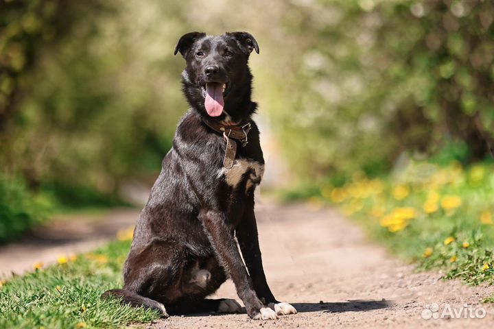 Собака в добрые руки отдам бесплатно