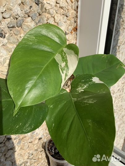 Монстера альба